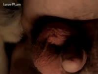 Hairy pussy got smashed by a dog porn